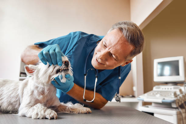 Best Emergency Care for Gum Disease in St Louis, MO